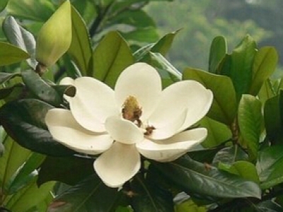 廣玉蘭