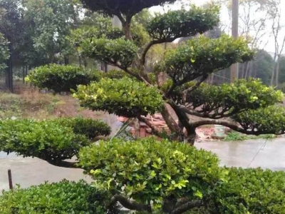 瓜子黃楊